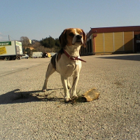 Photo de profil de Brownie