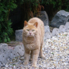 Photo de Noisette