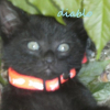 Photo de Diablo