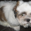 Photo de Zac, Shih Tzu