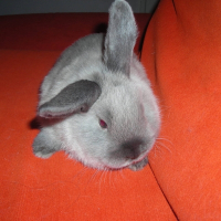 Photo de profil de Smocky
