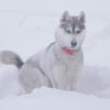 Photo de Elcka, Husky Sibérien