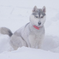 Photo de profil de Elcka