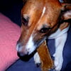 Photo de Ambre