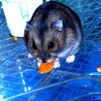 Photo de profil de Canna