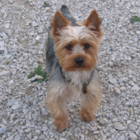 Photo de profil de Voyou