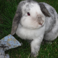 Photo de profil de Tokki