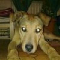 Photo de profil de Fidjie