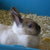 Photo de profil de Cajoline