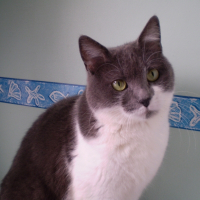 Photo de profil de Galaxie