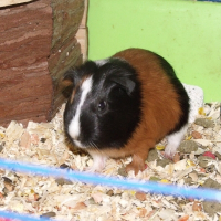 Photo de profil de Denver