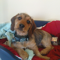 Photo de profil de Sheldon