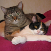 Photo de Pomponette