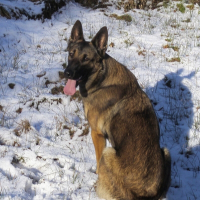 Photo de profil de Lorka