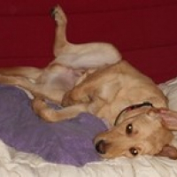 Photo de profil de Simba