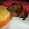 Photo de Bijou
