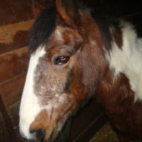 Photo de profil de Cheyenne