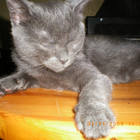Photo de profil de Réglisse