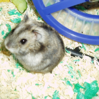 Photo de profil de Hamtaro