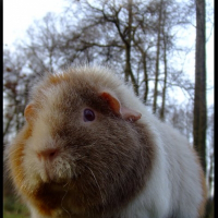 Photo de profil de Purple eva