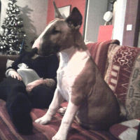 Photo de profil de Bouba