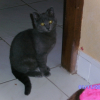 Photo de Saphir
