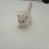 Photo de Pumba