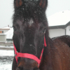 Photo de Prince