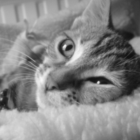 Photo de profil de Enza