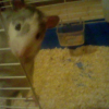 Photo de Philaminte, Rat