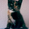 Photo de Paprika