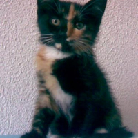 Photo de profil de Paprika