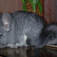 Photo de profil de Pedro