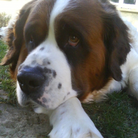 Photo de profil de Volga