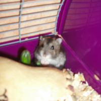 Photo de profil de Ptit boubou 2