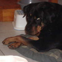 Photo de profil de Romy