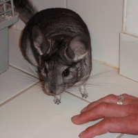 Photo de profil de Elwen