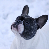 Photo de profil de Crapule