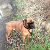 Photo de Vasco, Boxer