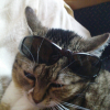 Photo de Chipie