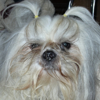 Photo de profil de Simba