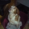 Photo de Sally, Epagneul Breton
