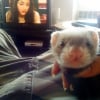 Photo de Chip's, Furet