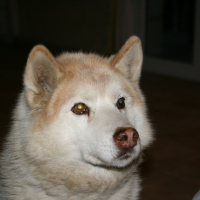 Photo de profil de Lorka