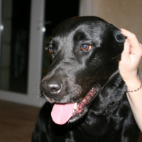 Photo de profil de Sybelle