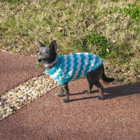 Photo de profil de Cricket