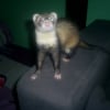 Photo de Leeloo