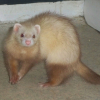 Photo de Luna, Furet