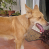 Photo de Chipie