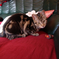 Photo de profil de Roxy